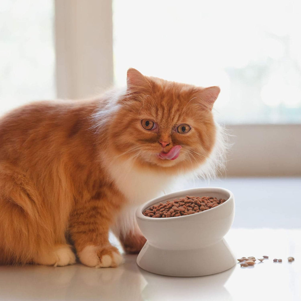 Elevate Your Cat's Dining Experience with Our Tilted Ceramic Food and Water Bowl - 15oz, No Spill Design, Perfect for Small Breeds